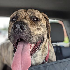 Meet your Posher, Dana